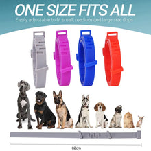 Anti-Flea Pet Collar – Cats & Dogs