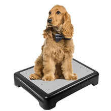 Dog Training Place Board – Non-Skid Platform