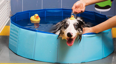 Foldable Pet Swimming Pool – PVC