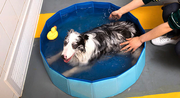 Foldable Pet Swimming Pool – PVC